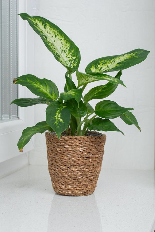 Dieffenbachia 'Mars' (Mars / Dumb Cane)