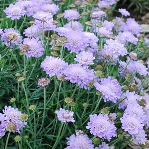 Scabiosa Columbaria 'Mauve Delight' (Mauve Delight Scabiosa)