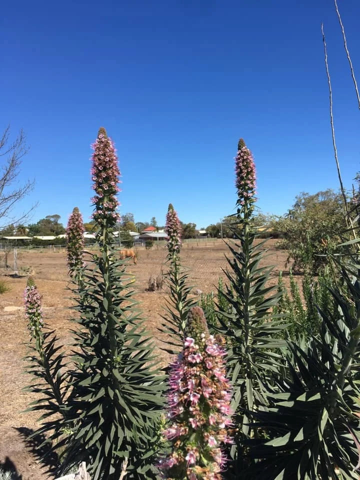 Echium Candicans ‘Heronswood Pink’ (Heronswood Pink Pride Of Madeira)