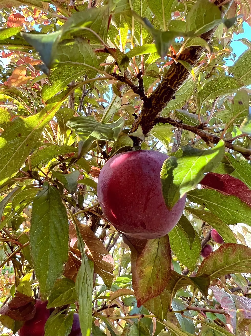 Prunus Salicina × Armeniaca ‘Plumscrumptious’ (Plumscrumptious Plumcot)