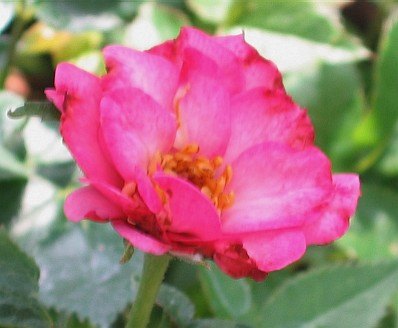 Rosa ‘Best Friend’ (Rose)