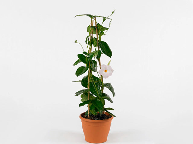 Mandevilla Diamantina ‘Agathe’ – White Mandevilla