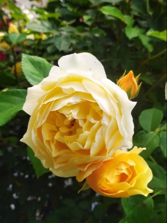Rosa ‘Gold Bunny’ (Gold Bunny Floribunda Rose)
