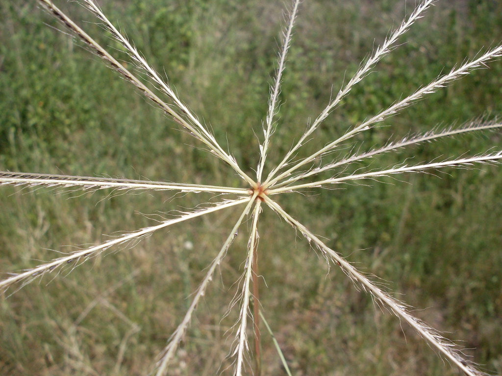Chloris Truncata (Windmill Grass)