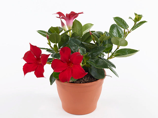Mandevilla Sanderi Summerstar Red (Dipladenia)