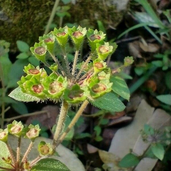 Pomax Umbellata (Pomax)