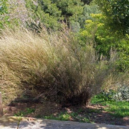 Austrostipa Ramosissima (Bamboo Spear Grass)