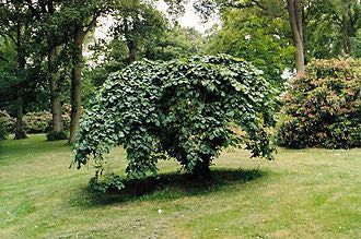 Ulmus glabra 'Camperdownii' (Camperdown Elm)