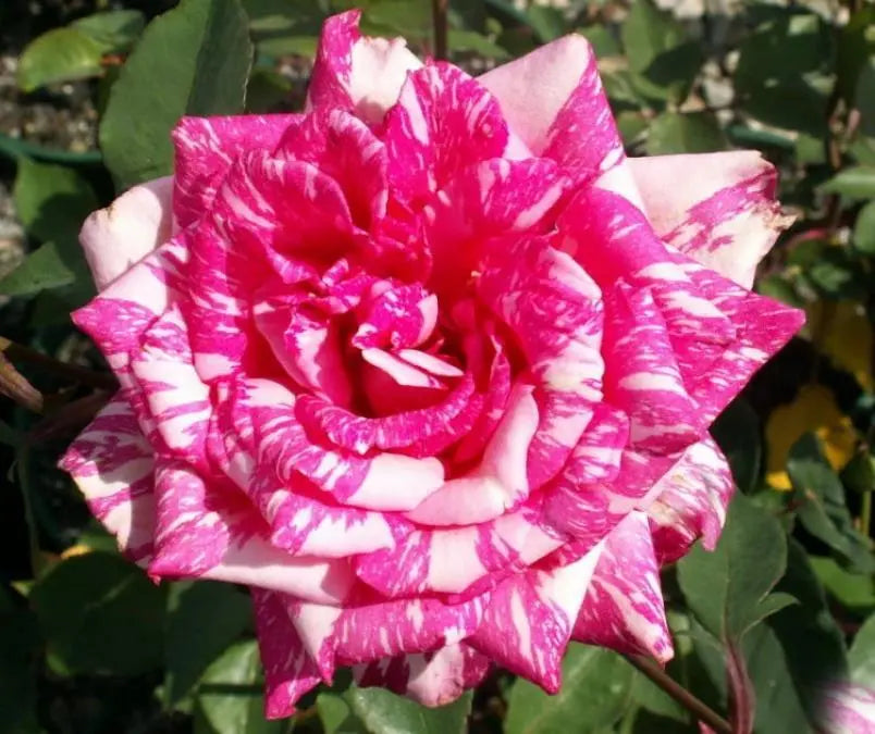 Rosa ‘Candy Stripe’ (Hybrid Tea Rose)
