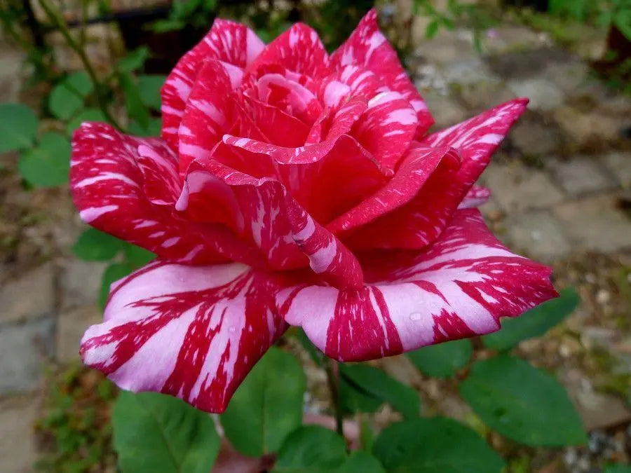 Rosa ‘Candy Stripe’ (Hybrid Tea Rose)