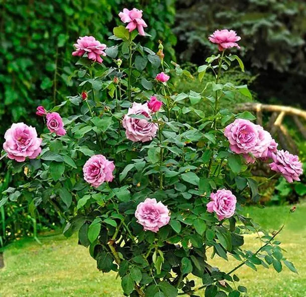 Rosa ‘Charles De Gaulle’ (Charles De Gaulle Hybrid Tea Rose)