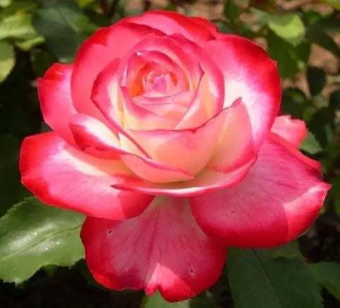 Rosa ‘Fire and Ice’ (Floribunda Rose)