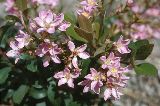 Rhaphiolepis indica 'Ballerina' (Ballerina Indian Hawthorn)