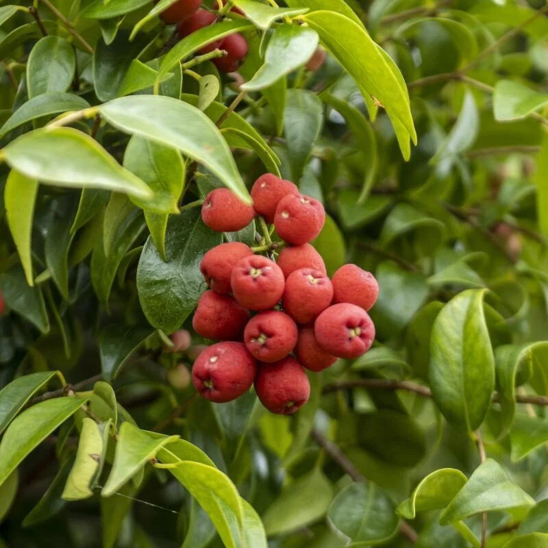 Syzygium australe ‘Little Denise’ (Little Denise Lilly Pilly)