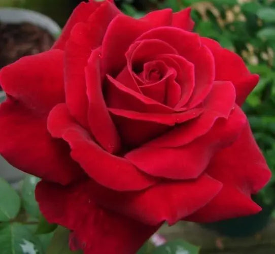 Rosa ‘Climbing Mister Lincoln’ (Climbing Mister Lincoln Rose)