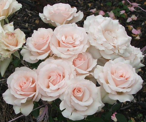 Rosa ‘Mother’s Love’ (Mother’s Love Rose)