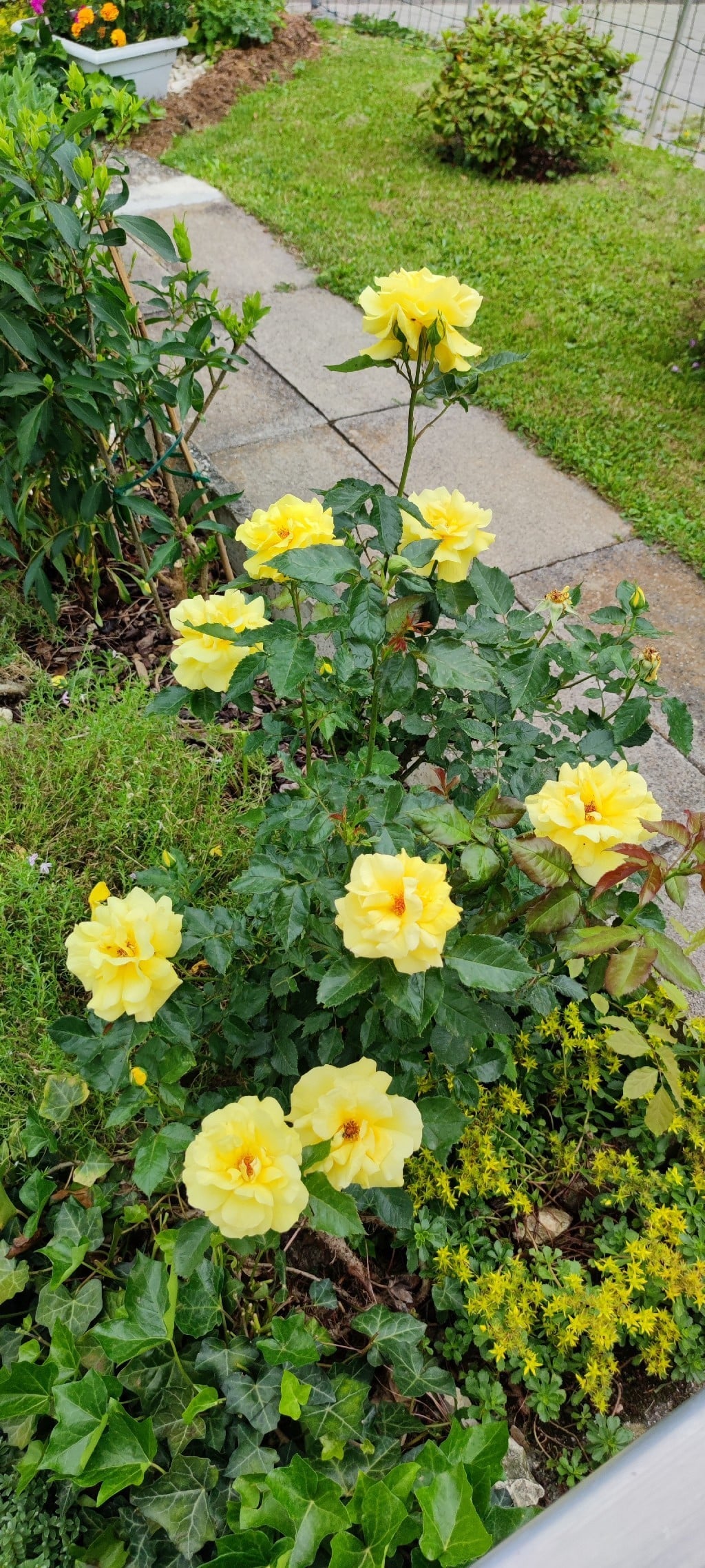 Rosa ‘Friesia’ (Friesia Floribunda Rose)