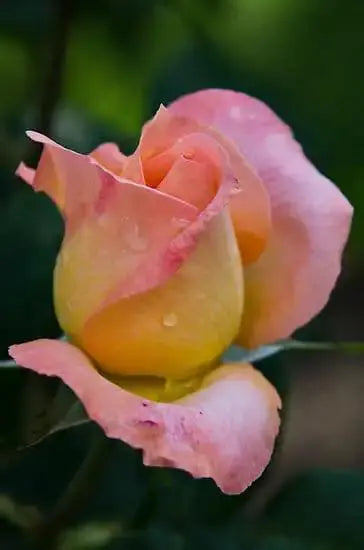 Rosa ‘Joyfulness’ (Rose)