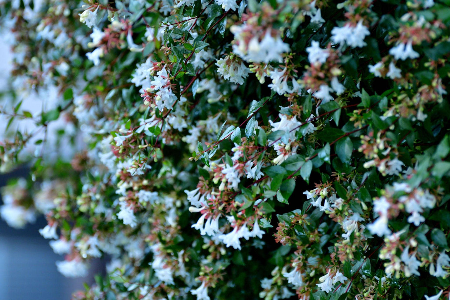 Abelia × Grandiflora ‘Nana’ (Dwarf Glossy Abelia)