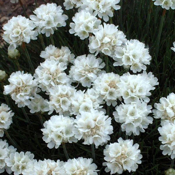 Armeria maritima (Armeria Snowflake)