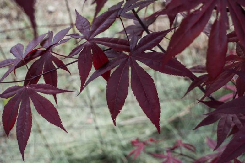 Acer palmatum – Japanese Maple