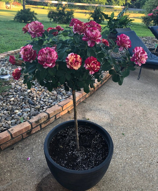 Rosa ‘Maurice Utrillo’ (Hybrid Tea Rose)