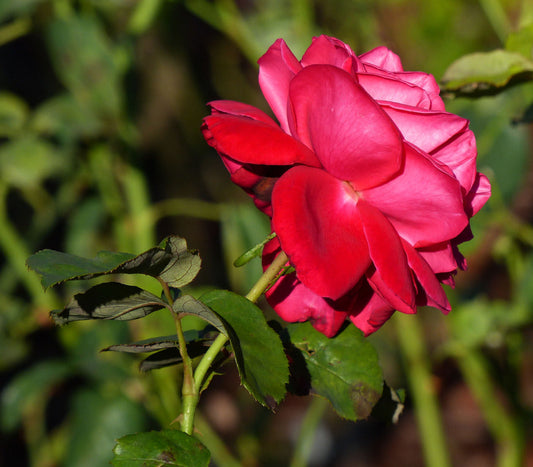 Rosa ‘Samantha’ (Hybrid Rose)