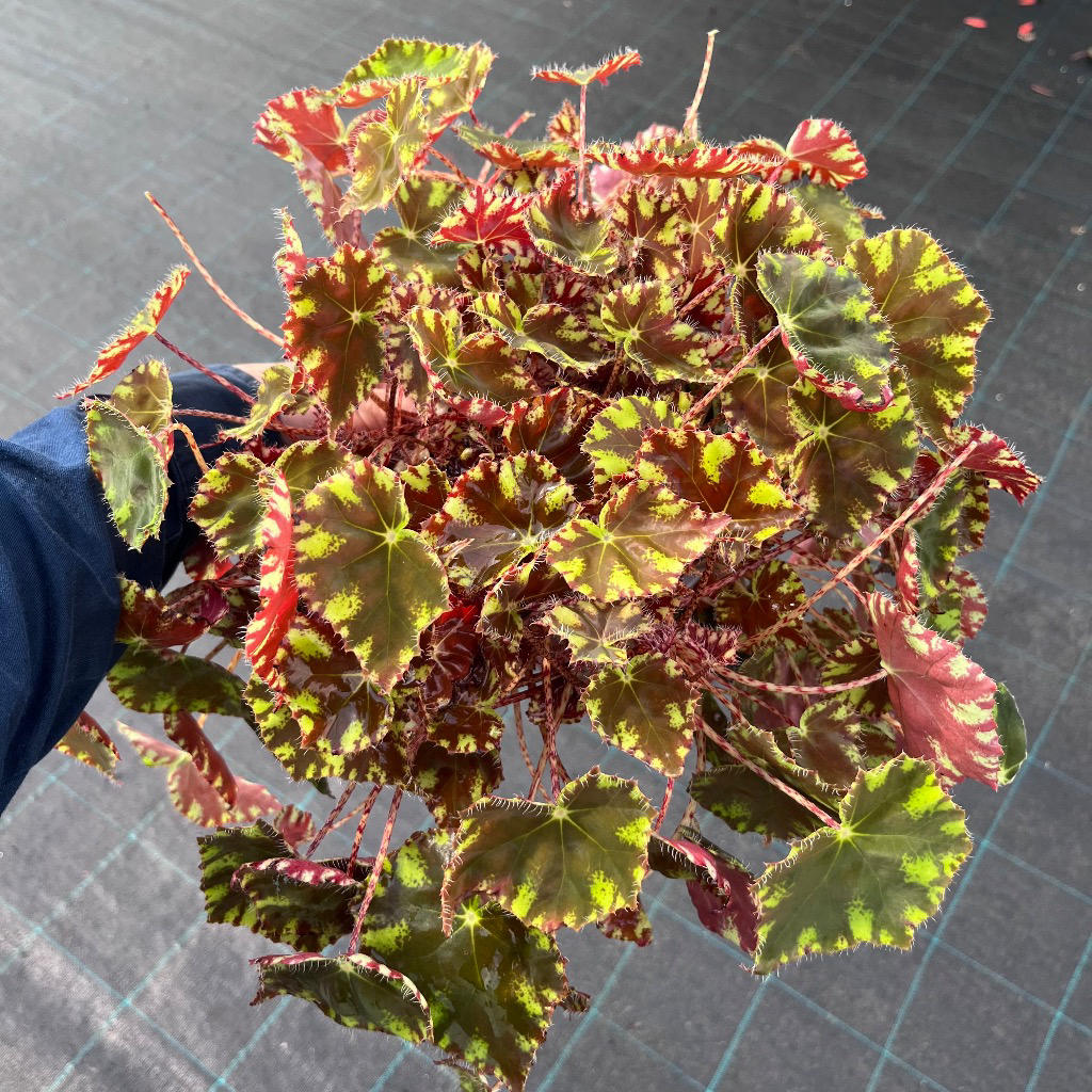 Begonia ‘Cleopatra Caesar’ (Eyelash Begonia)