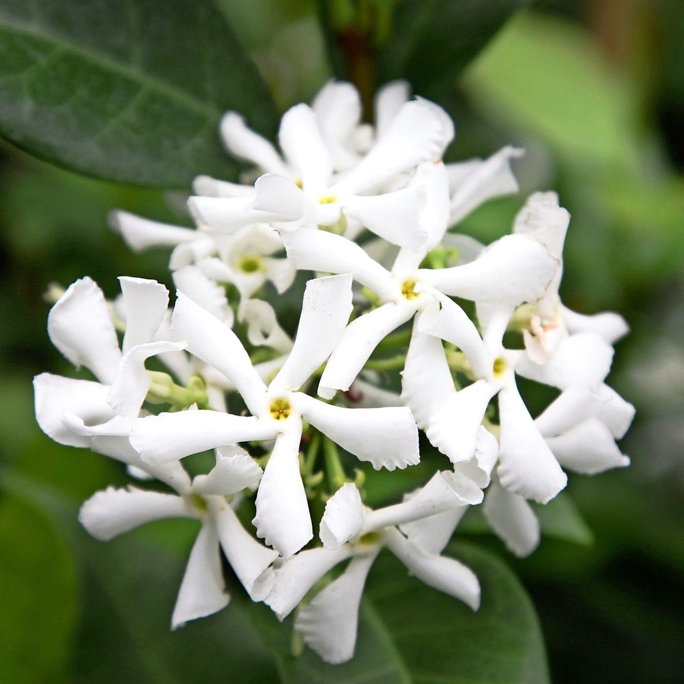 Trachelospermum Jasminoides (Star Jasmine Tripods)