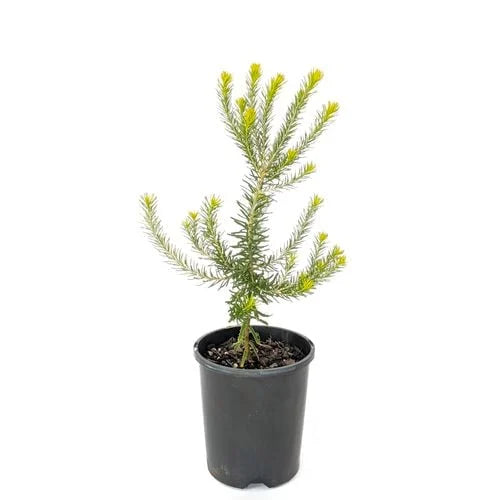 Potted Banksia Ericifolia for sale, displaying its bright green foliage and compact growth, ready for planting.