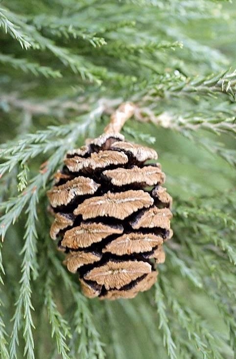 Sequoiadendron Giganteum (Giant Sequoia)