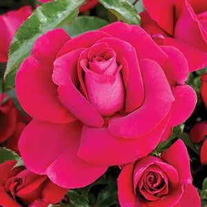 Rosa ‘As Good As It Gets’ (Bush Rose)