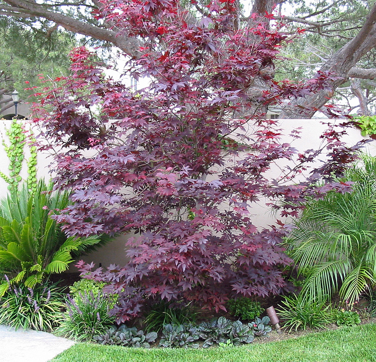 Acer Palmatum 'Shaina' (upright)