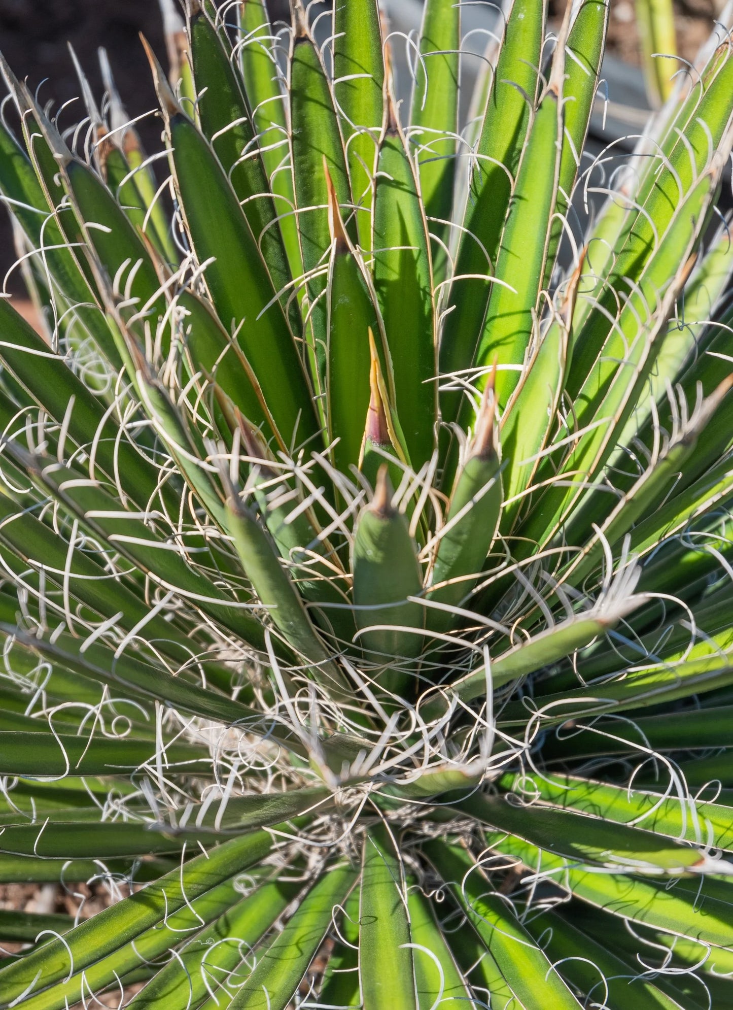 Yucca Filifera (Evergreen Yucca Tree/Succulent)