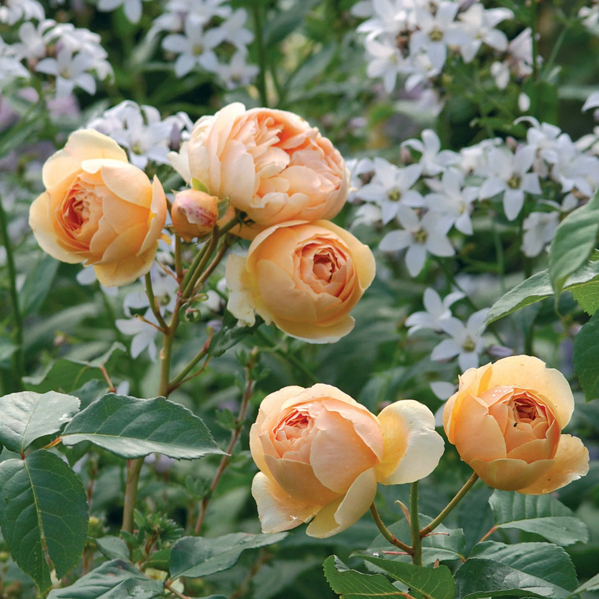 Rosa 'Jude The Obscure' (English Shrub Rose)