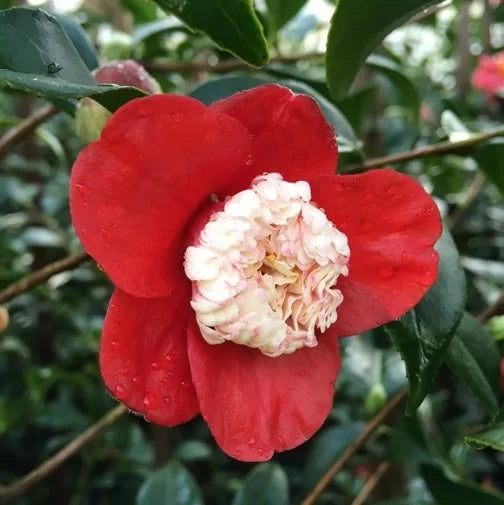 Camellia japonica ‘Tinsie’