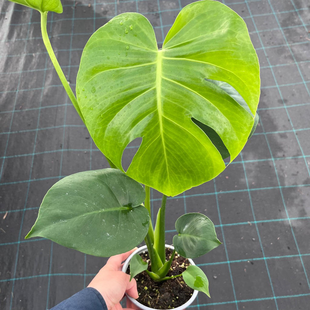 Monstera Deliciosa (Swiss Cheese Plant)
