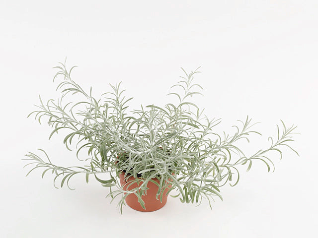 Helichrysum italicum ‘Silvio’ (Spreading Curry Plant)