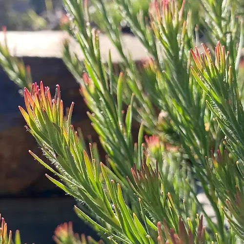 Leucadendron ‘Jubilee Crown’ – Evergreen Conebush