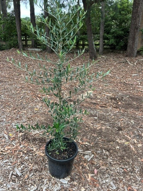 Olea Europaea 'Tolleys Upright' (Tolleys Upright Olive)