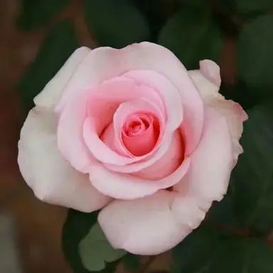 Rosa ‘Flamingo’ (Hybrid Tea Rose)