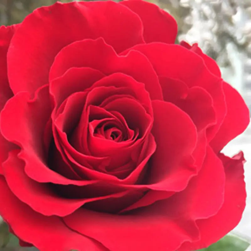 Rosa ‘Fragrant Charm’ (Fragrant Charm Hybrid Tea Rose)