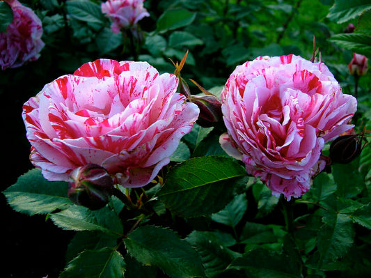 Rosa 'Candy Stripe' (Candy Stripe Hybrid Tea Standard Rose)
