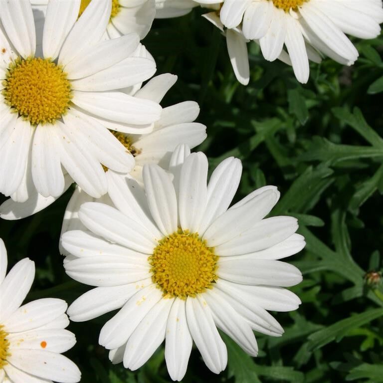 Argyranthemum Polly (Marguerite, Paris Daisy)