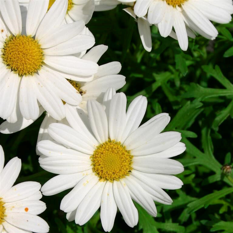 Argyranthemum Frutescens 'Polly' (Marguerite Daisy)