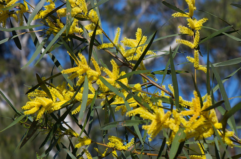 Acacia Longifolia (Sydney Golden Wattle)