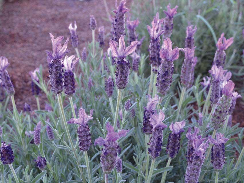 Lavandula Pedunculata ‘Sensation Purple’