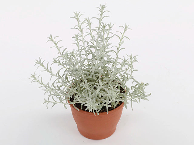 Helichrysum italicum ‘Silvio’ (Spreading Curry Plant)