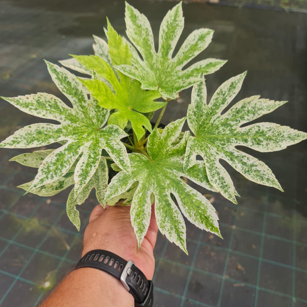 Fatsia Japonica ‘Spider’s Web’