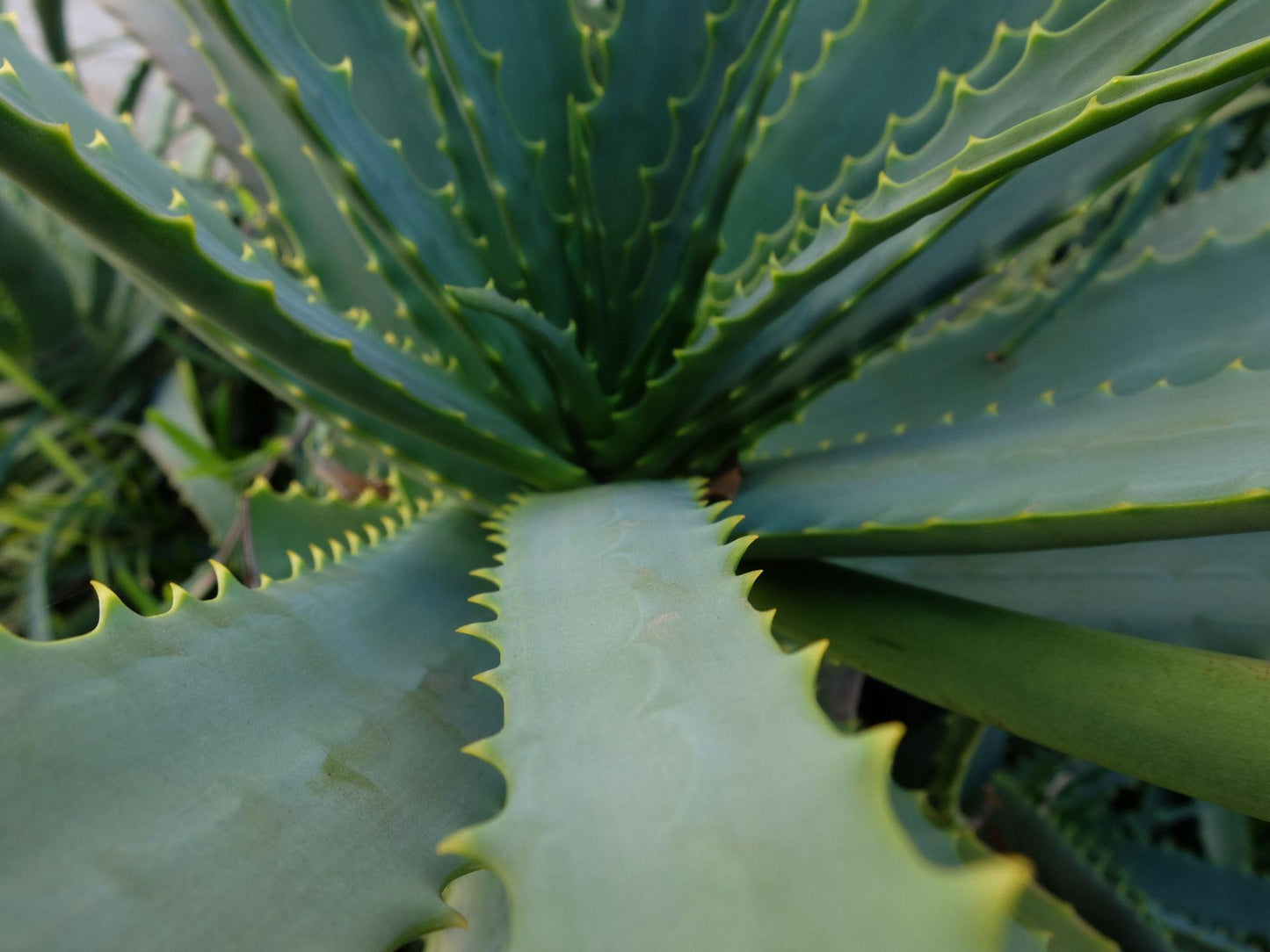Aloe Barbadensis Miller (Aloe Vera)